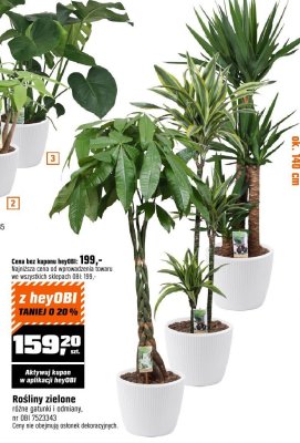 Roślina zielona różne gatunki i odmiany promocja w OBI