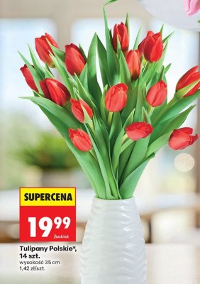 Tulipany Polskie, 14 szt. promocja w Biedronka
