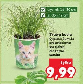 Trawa kocia 12 cm promocja