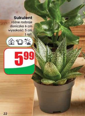 Sukulent różne rodzaje doniczka 6 cm wysokość 5 cm promocja w Dino