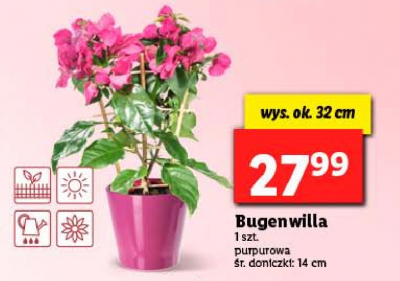 Bugenwilla 14 cm promocja