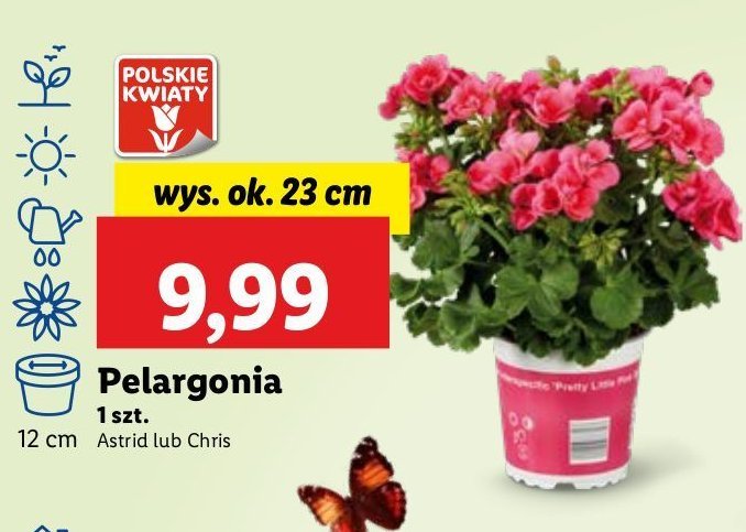 Pelargonia chris don. 23 cm promocja