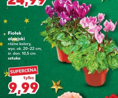 Fiolek alpejski różne kolory 10,5 cm promocja w Kaufland