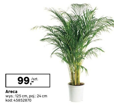 Areca Leroy Merlin promocja w Leroy Merlin