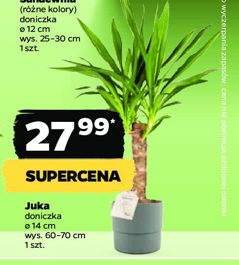 Juka 14 cm promocja