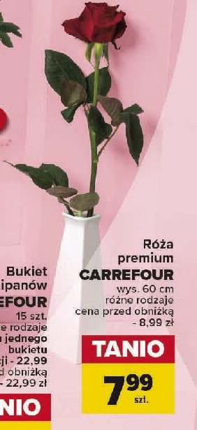 Róża premium 60 cm Carrefour promocja
