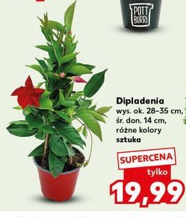 Dipladenia wczesna 14 cm promocja w Kaufland
