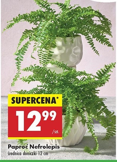 Paproć nefrolepis don. 12 cm promocja w Biedronka