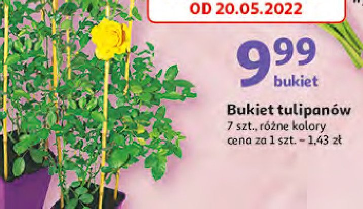 Bukiet tulipanow promocje
