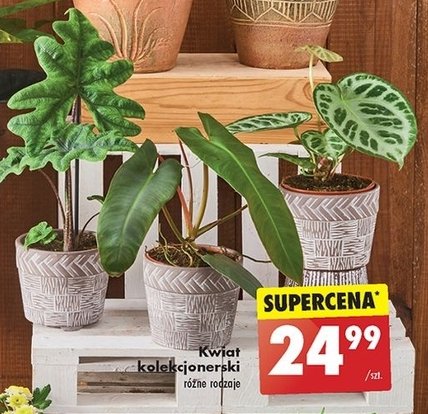 Kwiat promocja