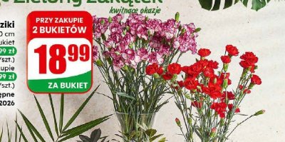 Goździki 10 szt./bukiet promocja w Dino