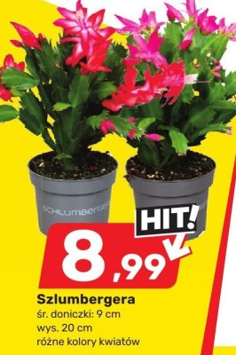 Szlumbergera promocja w Bricomarche
