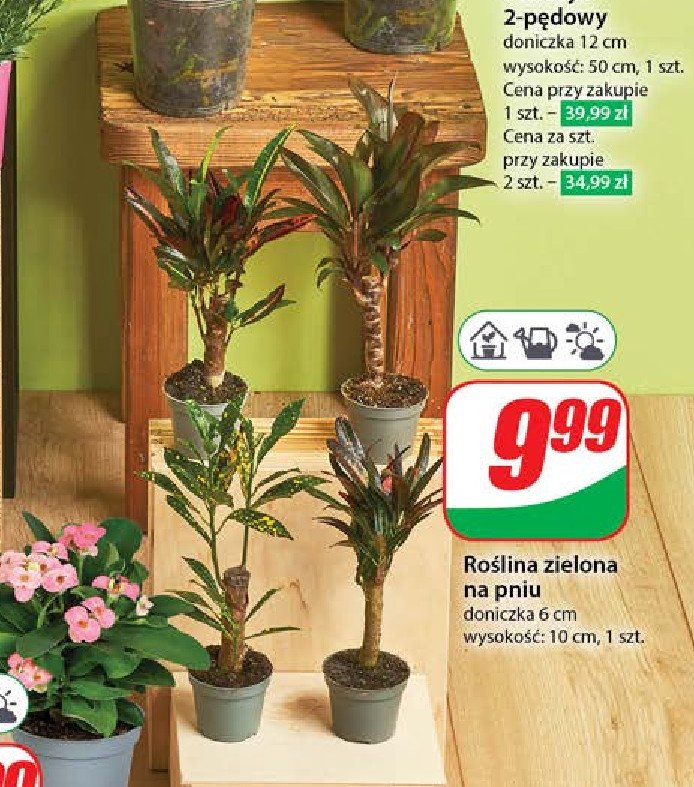 Roślina zielona na pniu promocja w Dino