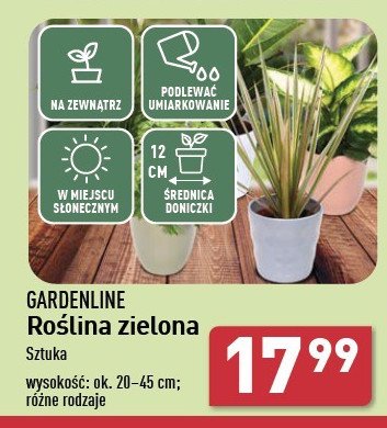 Rośliny zielone don. 12 cm promocja