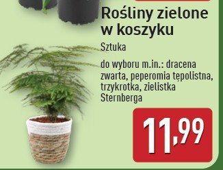 Trzykrotka promocja w Aldi