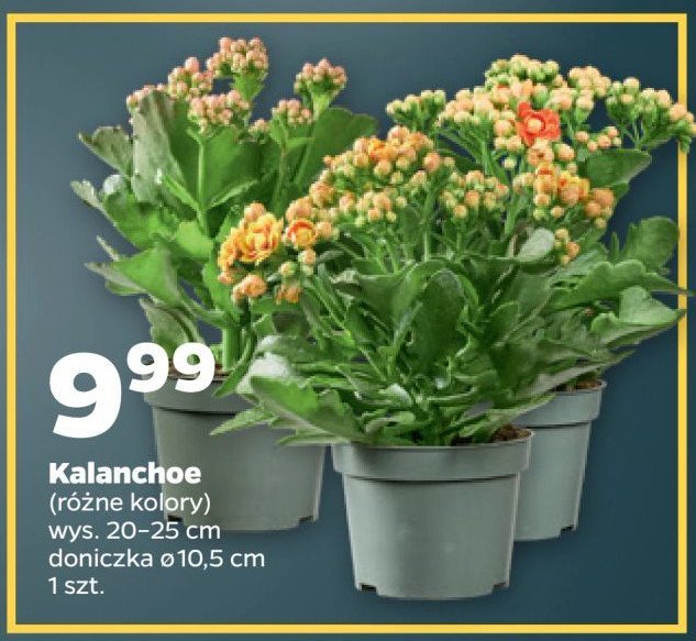 Kalanchoe promocja