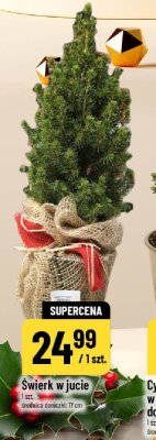 Świerk w jucie promocja w POLOmarket