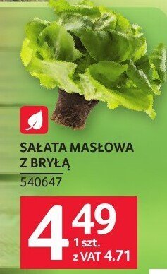 Sałata masłowa z brylą promocja w Selgros