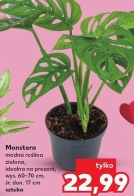 Monstera don. 17 cm promocja