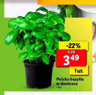 Bazylia Ryneczek lidla promocja
