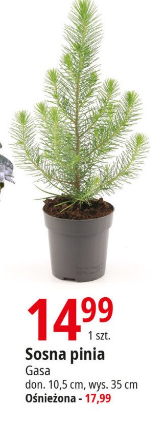 Sosna pinia Gasa promocja