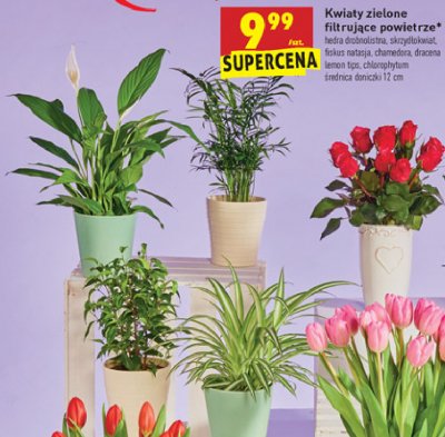 Fiskus natasja promocja