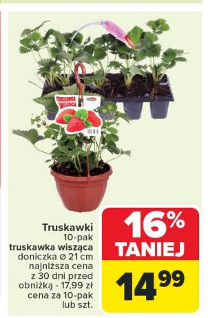 Truskawka wisz膮ca promocja