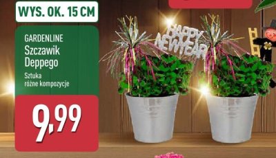 Roślina Szczawik Deppego GARDENLINE promocja w Aldi