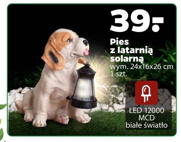 Pies z latarnią solarową promocja