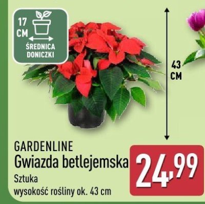 Gwiazda betlejemska promocja w Aldi