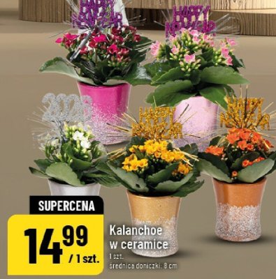 Kalanchoe w ceramice promocja w POLOmarket
