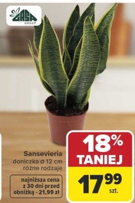 Sansevieria doniczkowa Ø 12 cm różne rodzaje promocja w Carrefour