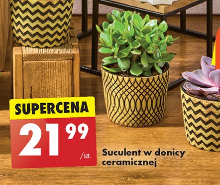 Suculenta promocja