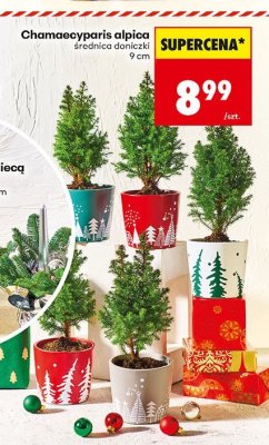 Chamaecyparis alpica średnica doniczki 9 cm promocja w Biedronka