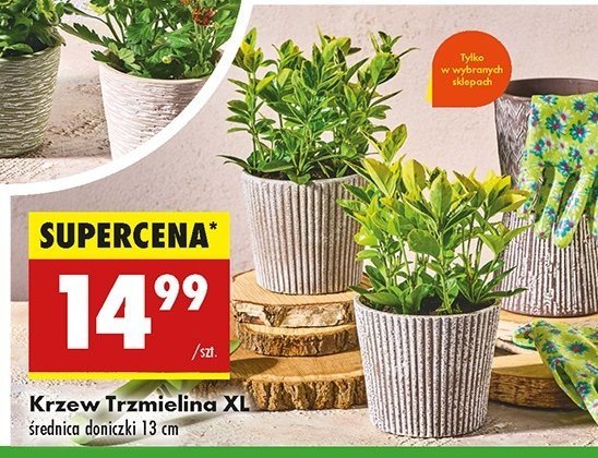 Trzmielina w donicy śr 13 cm promocja