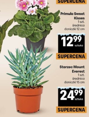 Primula Sweet Kisses promocja w Delikatesy Centrum