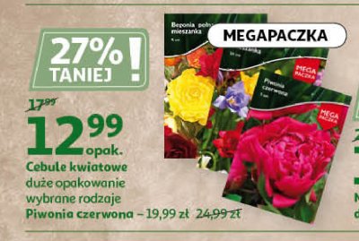 Cebulki kwiatowe begonia promocja