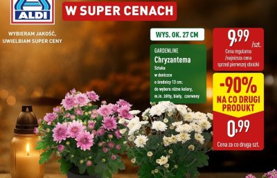Chryzantema promocja w Aldi