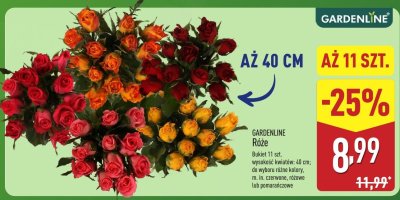 Róże GARDENLINE promocja w Aldi