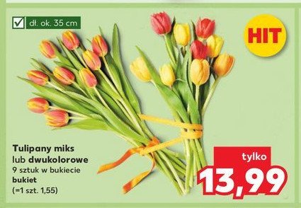 Tulipany dwukolorowe 35 cm promocja w Kaufland