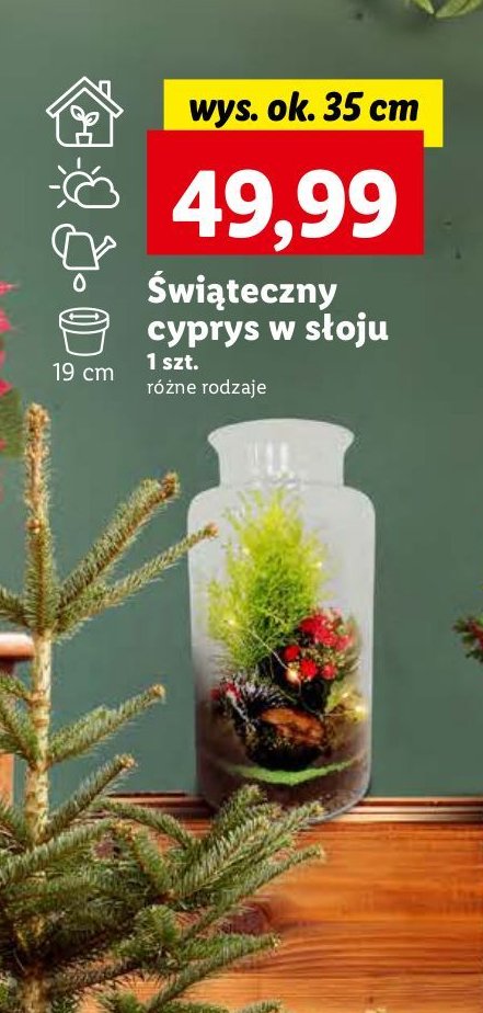 Cyprys 艣wi膮teczny w s艂oju wys. 35 cm promocja