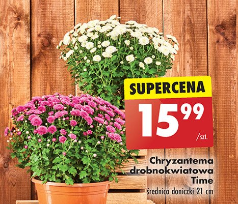 Chryzantema drobnokwiatowa time promocja w Biedronka