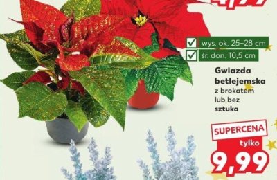 Gwiazda betlejemska z brokatem lub bez sztuka promocja w Kaufland