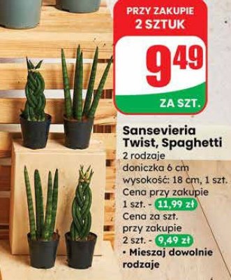 Sansevieria Twist promocja w Dino