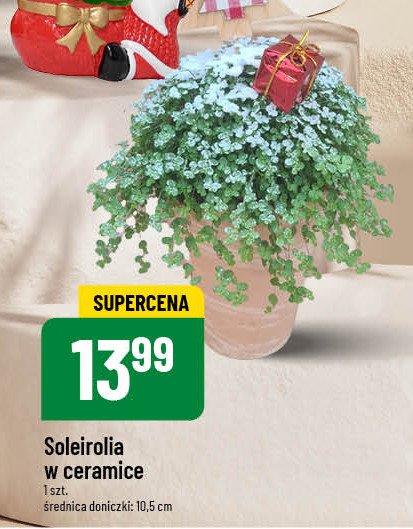 Soleirolia świąteczna promocja w POLOmarket