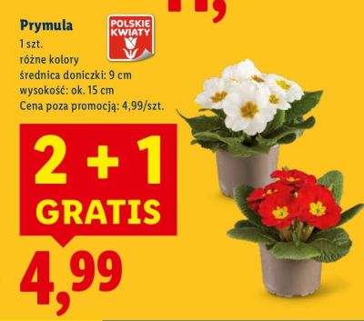 Prymula różne kolory promocja w Lidl