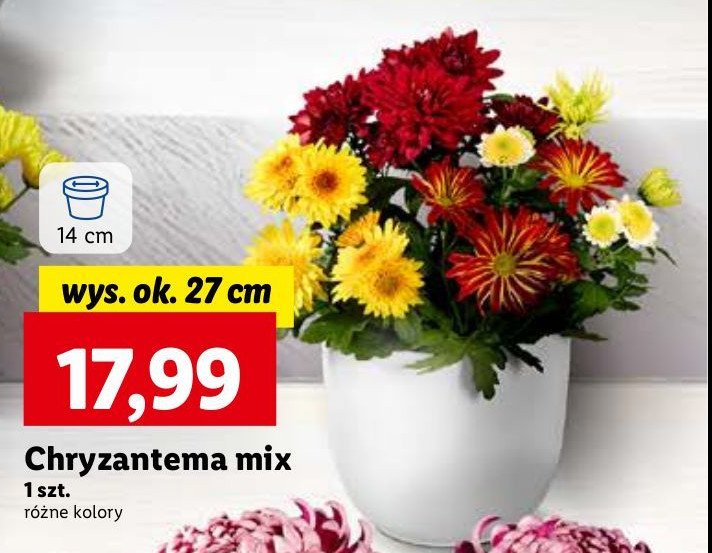 Chryzantema mix promocja