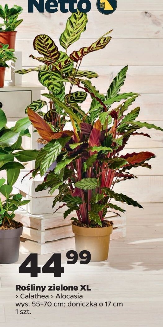 Calathea w donicy śr. 17 cm promocja