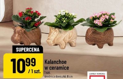 Roślina Kalanchoe w ceramice promocja w POLOmarket