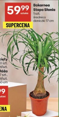 Bokarnea Stopa Słonia średnica doniczki 17 cm promocja w Delikatesy Centrum